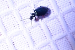 Lebia