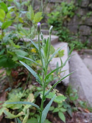 Epilobium tetragonum