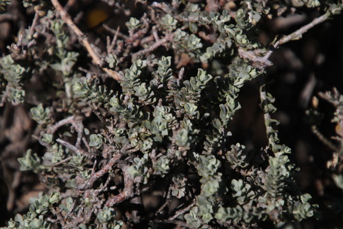 Image of Helichrysum pentzioides by (c) Tony Rebelo, some rights reserved (CC BY-SA)