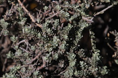 Helichrysum pentzioides