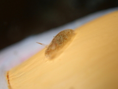 Corambe