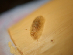 Corambe