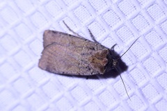 Parabagrotis