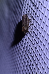 Parabagrotis