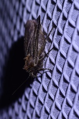 Parabagrotis