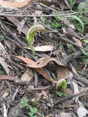 Pterostylis truncata