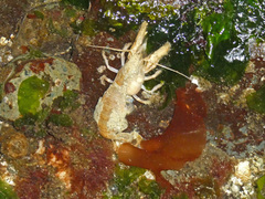 Upogebia pugettensis
