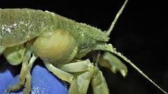 Upogebia pugettensis