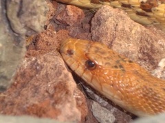 Pituophis