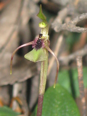 Chiloglottis seminuda
