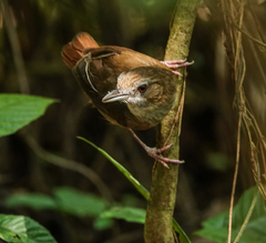 Malacocincla abbotti