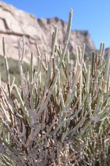 Ephedra chilensis