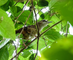 Malacocincla abbotti