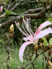 Rhododendron mariesii