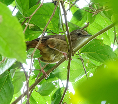 Malacocincla abbotti