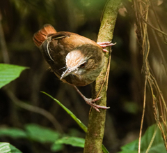 Malacocincla abbotti