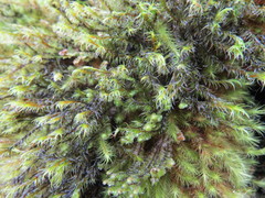 Racomitrium lawtonae