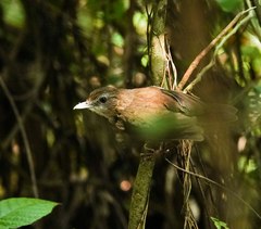 Malacocincla abbotti