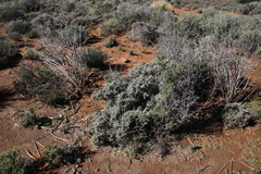Helichrysum pentzioides