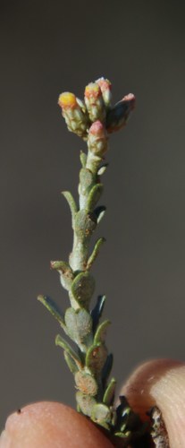 Image of Helichrysum pentzioides by (c) Tony Rebelo, some rights reserved (CC BY-SA)