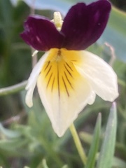 Viola hallii