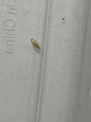 Atelurinae
