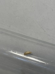Atelurinae