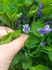 Viola odorata