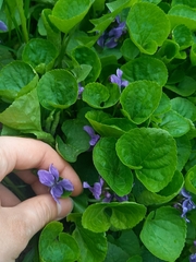 Viola odorata