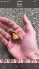 Noctua pronuba