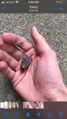 Noctua pronuba