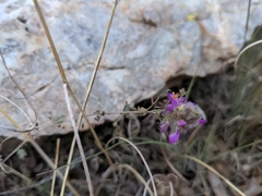 Dalea versicolor