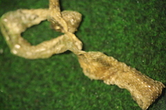Zamenis longissimus