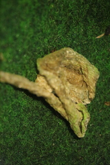 Zamenis longissimus