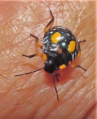 Chinavia pallidoconspersa