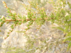 Aspalathus rycroftii