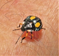 Chinavia pallidoconspersa