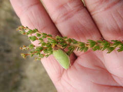 Aspalathus rycroftii