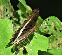 Eurytela hiarbas angustata