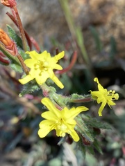 Camissoniopsis confusa