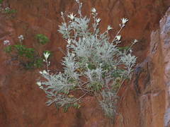 Actinotus schwarzii