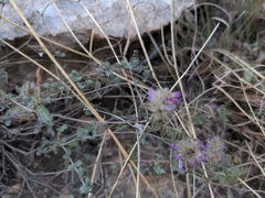 Dalea versicolor