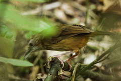 Malacocincla abbotti