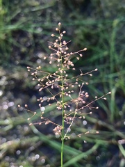 Dichanthelium longiligulatum