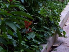 Papilio polytes romulus