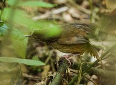Malacocincla abbotti
