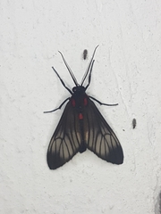 Hypocharis clusia