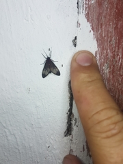 Hypocharis clusia
