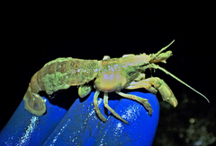 Upogebia pugettensis