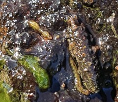 Austrosimulium